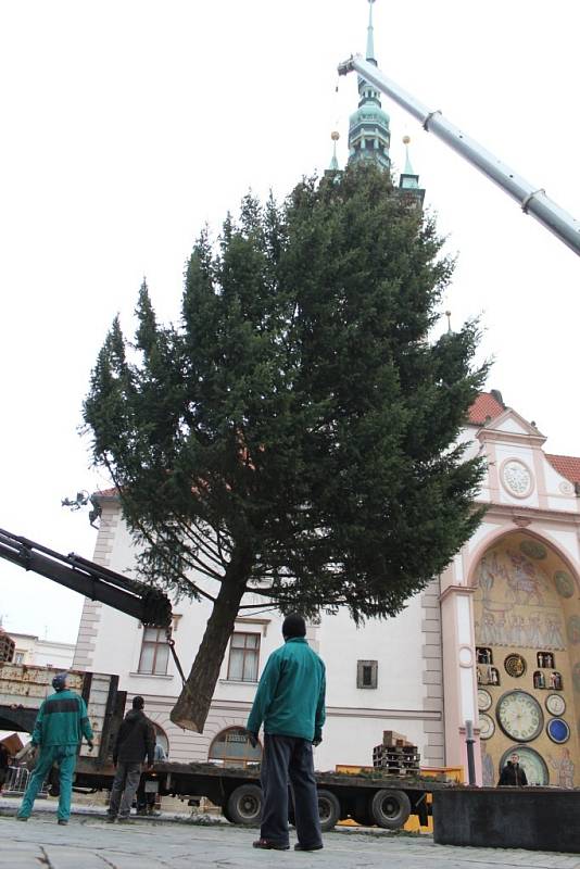 Vánoční jedle na Horním náměstí v Olomouci