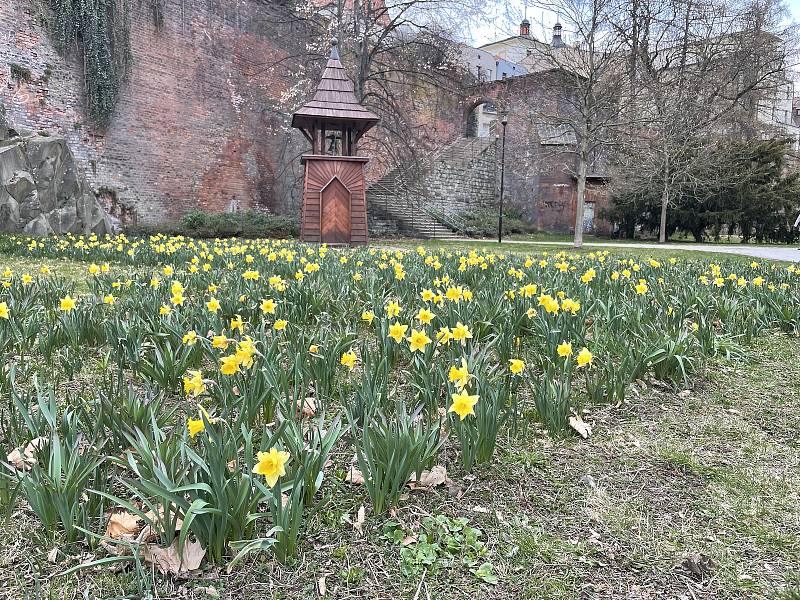 Olomoucké parky krášlí ornamenty kvetoucích cibulovin, 5. dubna 2022