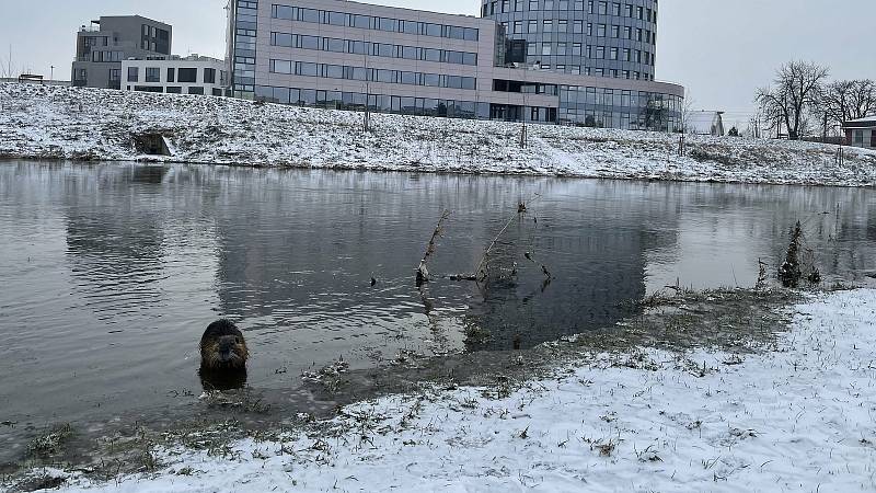 Nutrie říční. Řeka Morava v Olomouci u vysokoškolských kolejí, 9. února 2021