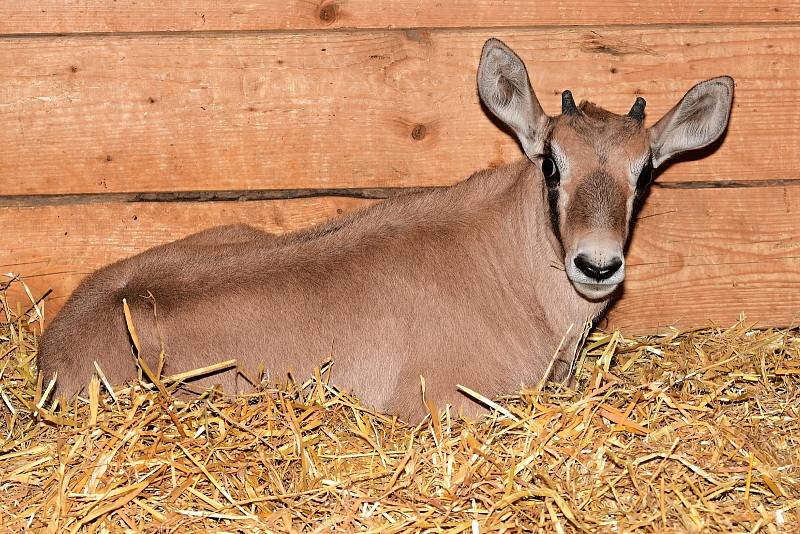 U oryxů jihoafrických v olomoucké zoo nyní rodí jedno mládě za druhým.