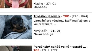Na inzertních webech lidé varují před prodejci štěňat na Olomoucku. Popisují zkušenosti s podvodným jednáním a často bezvýslednou léčbou nemocných mláďat.