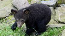 Medvíďata baribalů skotačí ve výběhu olomoucké zoo