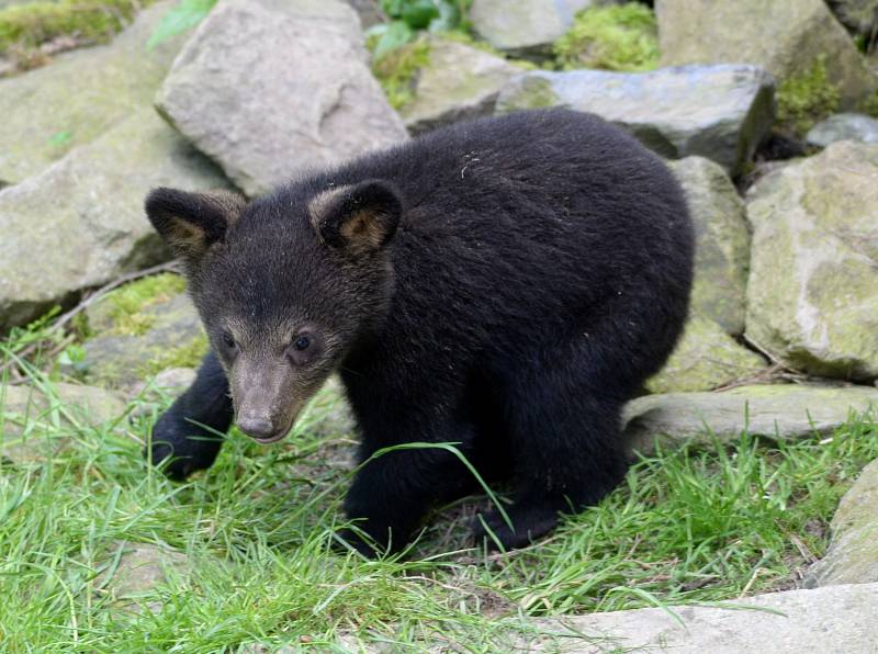 Medvíďata baribalů skotačí ve výběhu olomoucké zoo