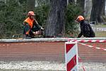 Pracovníci Výstaviště Flora museli říznout do statného jírovce na okraji olomouckých Čechových sadů. Listnáč byl v havarijním stavu a hrozilo, že část se odlomí a spadne na frekventovaný chodník či tramvajové troleje.