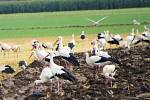 Ornitologové v těchto dnech zaznamenali stovky čápů bílých, jak se zastavují na cestě do Afriky na polích s přemnoženými hraboši. Na Hané mají hody.