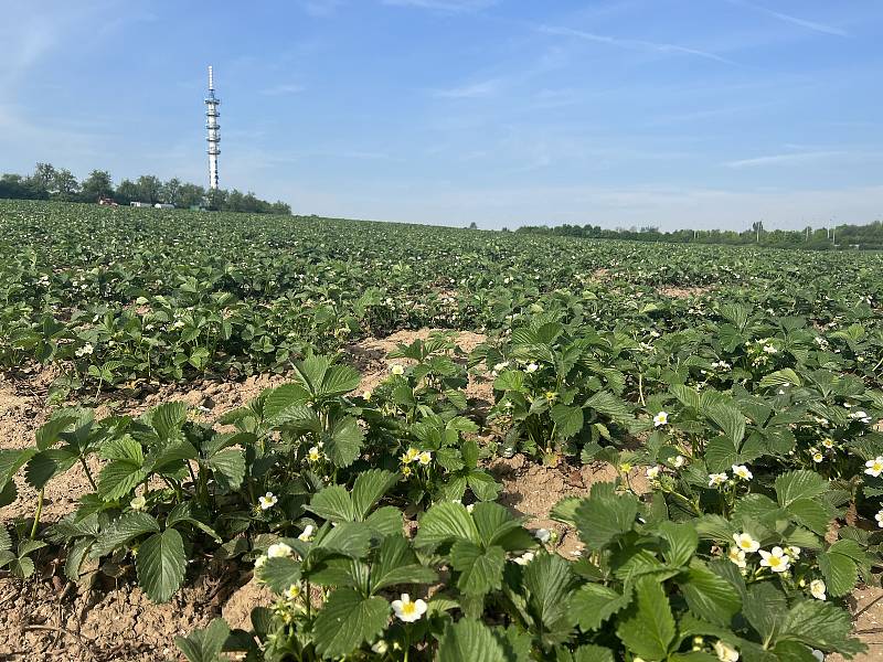 Jahodové plantáže ve Slavoníně, 11. května 2022