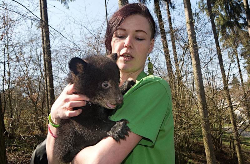 Medvíďata baribalů v olomoucké zoo narozená 4. ledna 2017