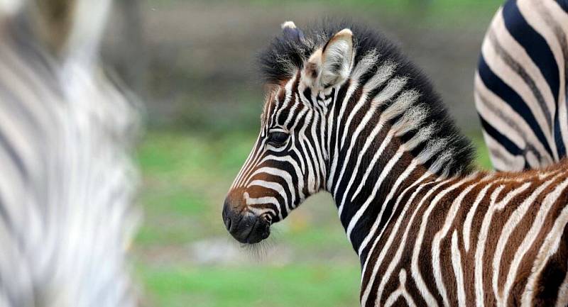 Din, mládě zeber Chapmanových v olomoucké zoo