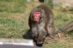 Nová mláďata u makaků v olomoucké zoo