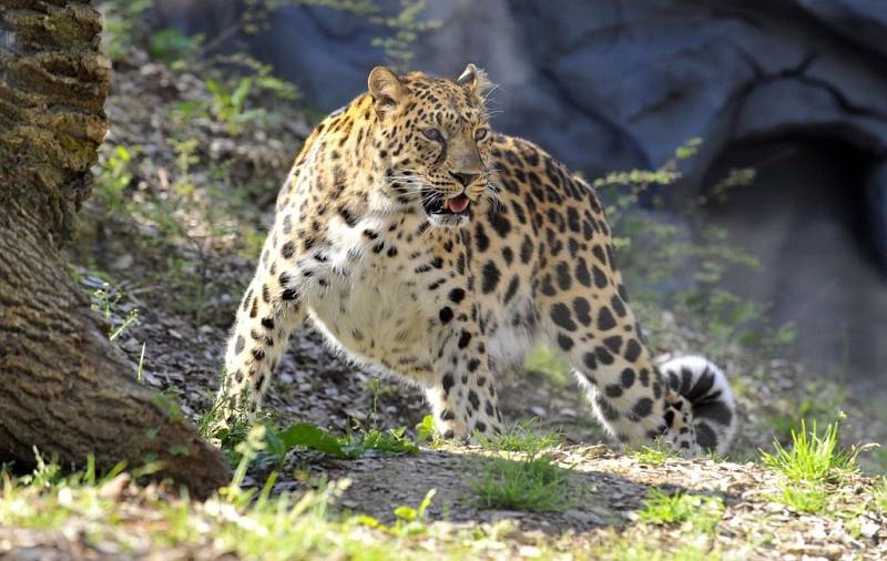 Nový výběh pro levharty mandžuské v olomoucké zoo
