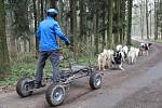 Psí závody v přírodě kolem chaty Pod Věží v olomoucké městské části Radíkov