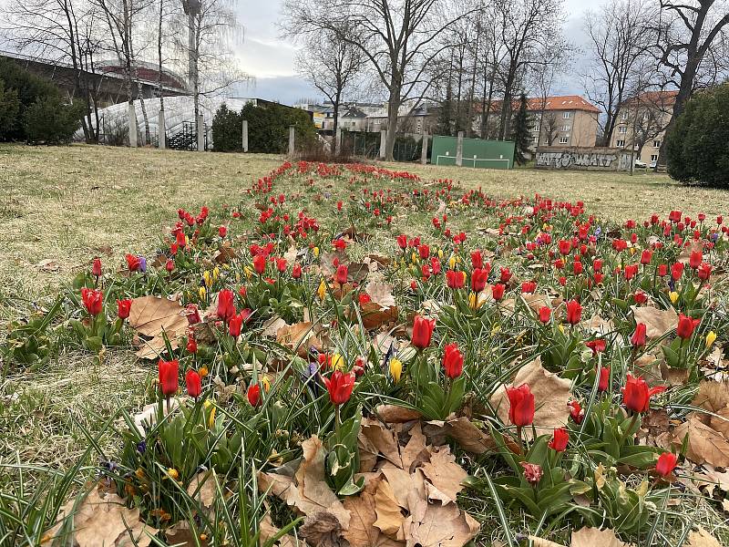 Olomoucké parky krášlí ornamenty kvetoucích cibulovin, 5. dubna 2022