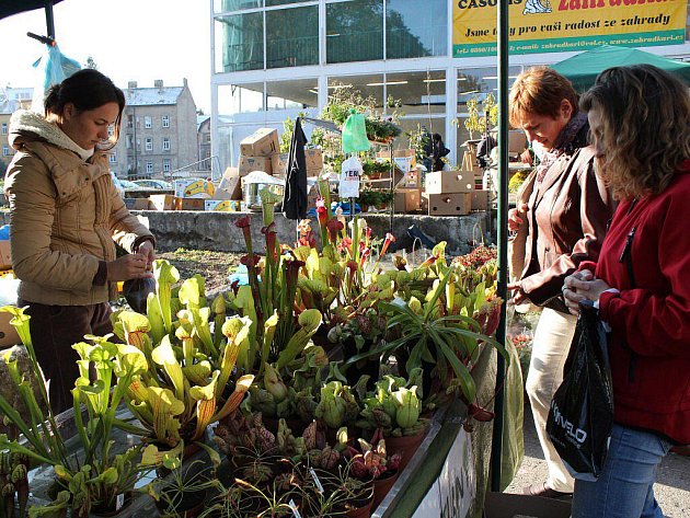 Podzimní Flora 2011