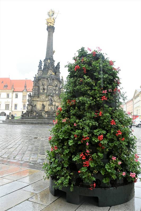 Instalace muškátové výzdoby na Horním náměstí v Olomouci, 5. 6. 2020