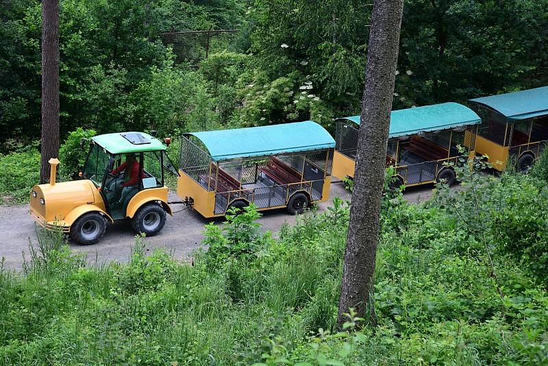 Safari Amerika v olomoucké zoo na Svatém Kopečku, 17. 6. 2020