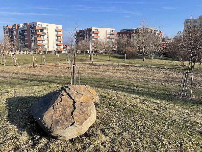 Na hřbitově v Olomouci-Neředíně vzniká Les vzpomínek, prostor pro přírodní pohřbívání. 18. ledna 2022