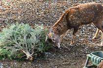 Zvířata v olomoucké zoo si pochutnávají na vánočních stromcích, leden 2022