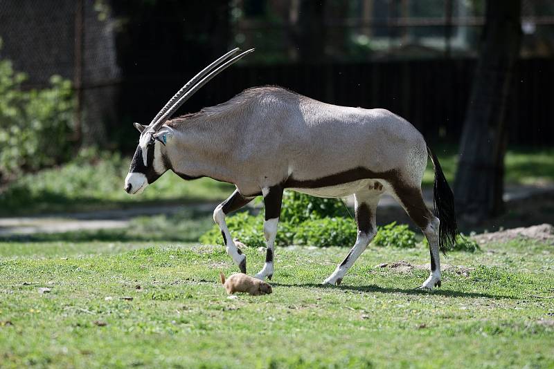 Hezké počasí a bezpočet čerstvě narozených mláďat jsou výzvou k procházce po zoo.