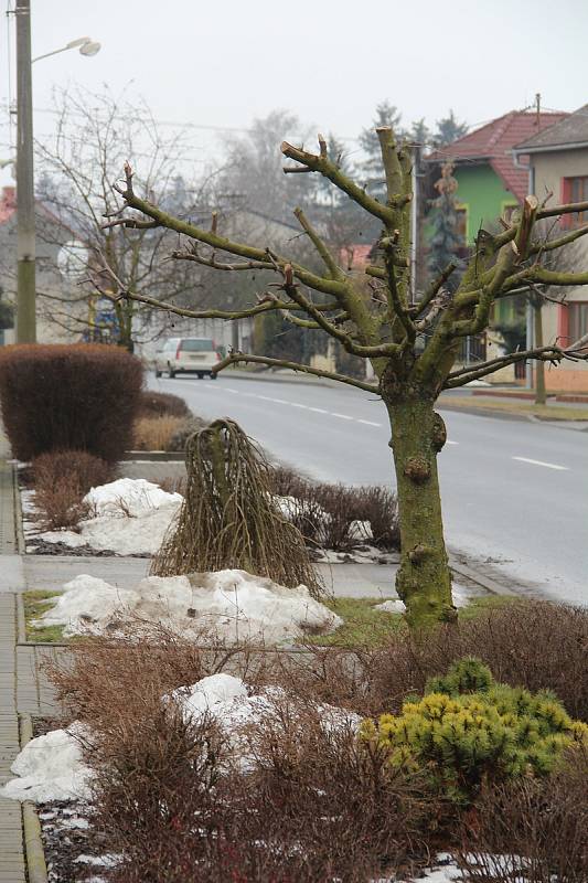 Zeleň mají v Hněvotíně vysázenou i mezi parkovacími místy