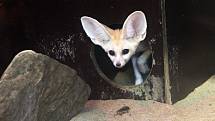 Fenek berberský v olomoucké zoo