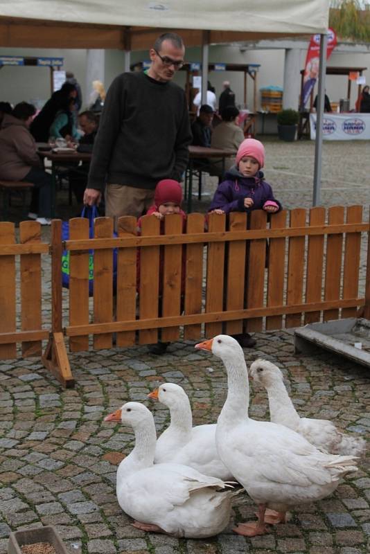 Svatomartinské slavnosti ve Velké Bystřici