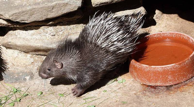 Mládě dikobraza v olomoucké zoo