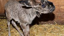 V olomoucké zoo se narodila tři mláďata pakoně běloocasého