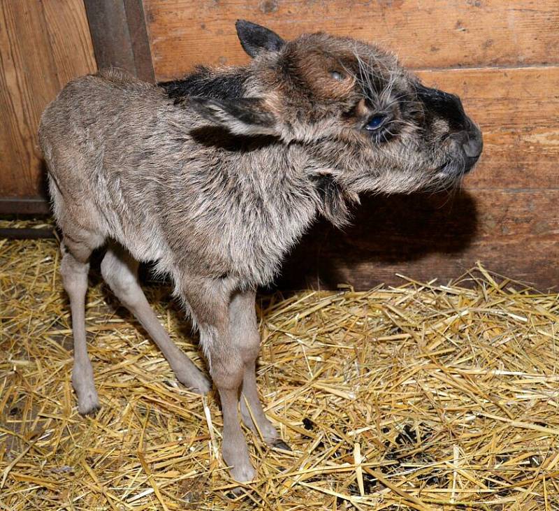 V olomoucké zoo se narodila tři mláďata pakoně běloocasého