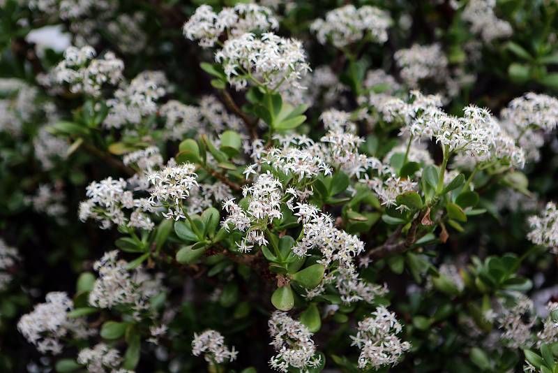 Květy a úroda citrusů v palmovém skleníku v Olomouci. 6. února 2020. Crassula obliqua