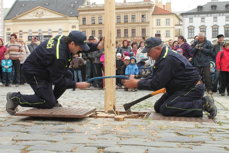 Kácení májky na Horním náměstí v Olomouci