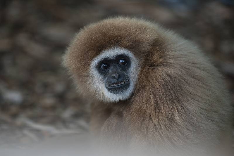 Hezké počasí a bezpočet čerstvě narozených mláďat jsou výzvou k procházce po zoo.