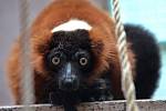 Několik zvířat z pražské zoo kvůli povodni našlo azyl v olomocké zoo na Svatém Kopečku - lemur (vari červený)