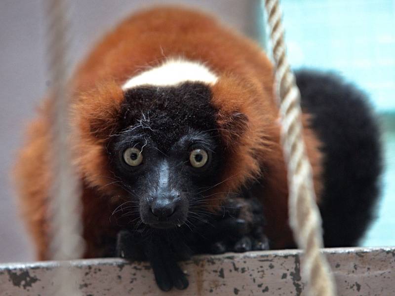 Několik zvířat z pražské zoo kvůli povodni našlo azyl v olomocké zoo na Svatém Kopečku - lemur (vari červený)