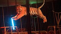 Drezura lvů a tygrů, vzdušná akrobacie, žonglování i klauni pobaví návštěvníky Cirkusu Budapešť, který až do 18. září zakotvil v Olomouci na třídě 17. listopadu vedle sokolovny.