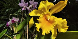 Stovky orchidejí zaplnily sbírkové skleníky v olomouckých Smetanových sadech, na výstavě Klenoty pralesa jsou k vidění i vzácné druhy.