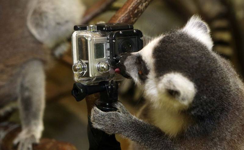 Natáčení lemurů olomoucké zoo