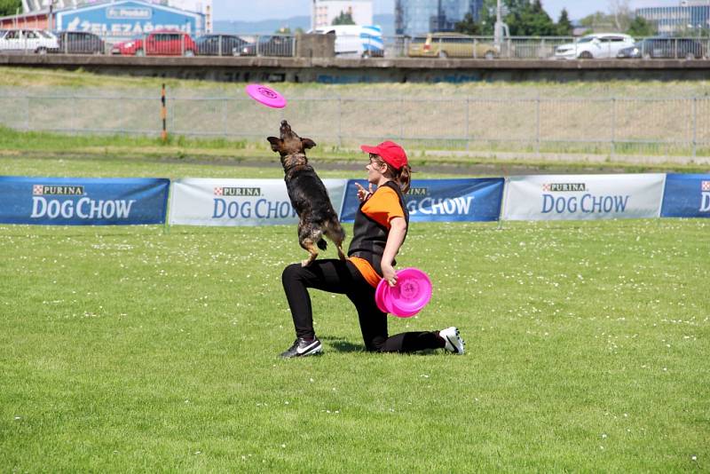 To nejlepší z Dogfrisbee jde o víkendu k vidění v Olomouci