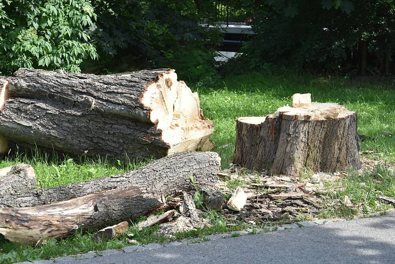 Pokácený strom, ze kterého spadla mohutná větev na stezku na okraji Bezručových sadů v Olomouci, 17. 6. 2019