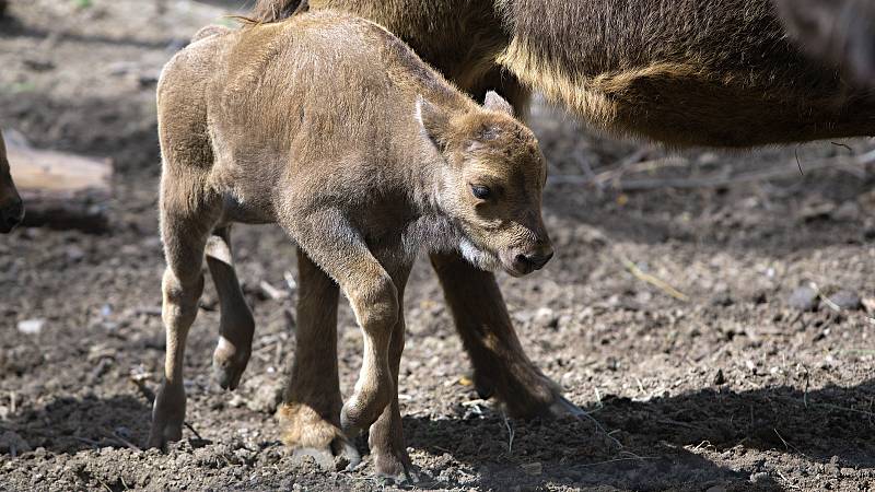 Dvě červnová mláďata zubra evropského v olomoucké zoo.