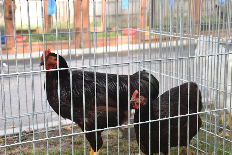 Králíci, holubi, kohouti či perličky. Nejkrásnější zvířata z Olomouckého kraje zamíří na Evropsko