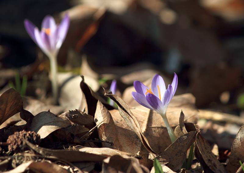 Šafrán (Crocus sp.), roztroušeně po celé bot. zahradě. Je známo asi 80 druhů šafránu a mnohonásobně více jejich kultivarů. Plodem šafránu je tobolka jež se vyvíjí v podzemí, ale při dozrávání se stopka prodlužuje a tak se plod dostává nad zem. Nejznámější