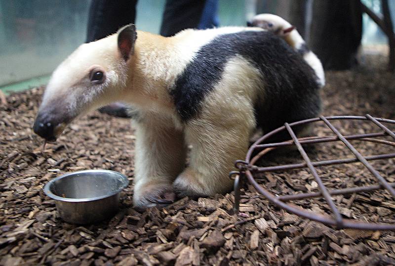 Mládě mravenečníka čtyřprstého v olomoucké zoo