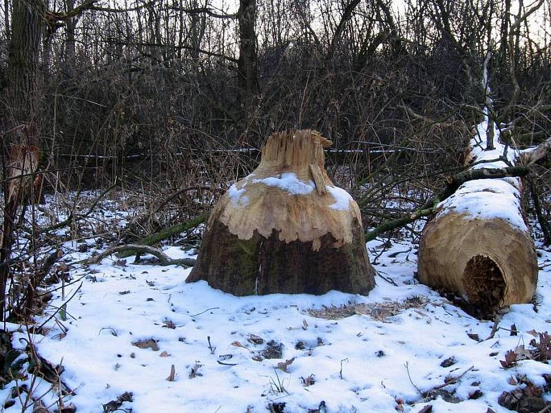 Doubek, Doubrava u Březového, Litovelské Pomoraví. Foto: Pavel D. 