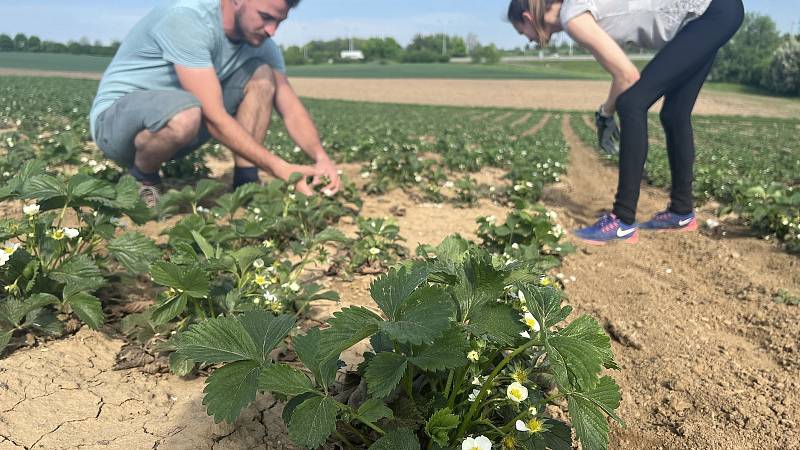 Jahodové plantáže ve Slavoníně, 11. května 2022