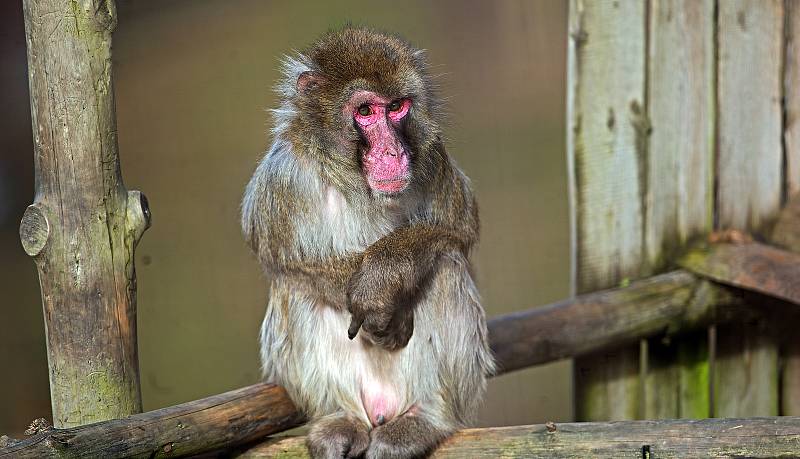 Uzavřená Zoo Olomouc na začátku února 2021