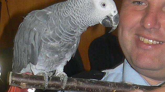 Papoušek nalezený na hřbitově v Černovíře