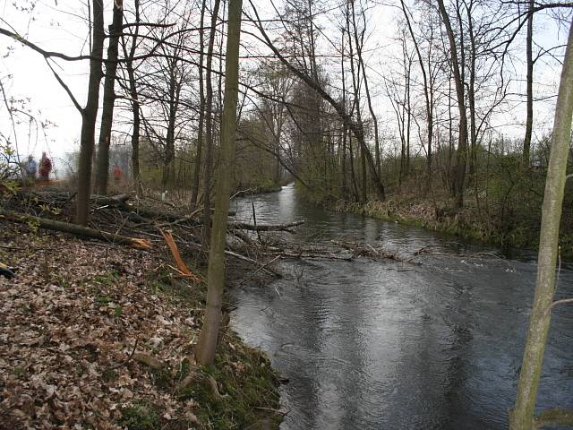 Strom, který spadl do řeky na raft. Větve ořezány při vyprošťování.