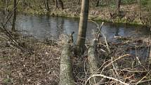 Strom, který spadl do řeky na raft. Větve ořezány při vyprošťování.