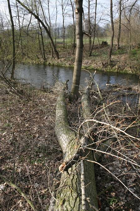 Strom, který spadl do řeky na raft. Větve ořezány při vyprošťování.