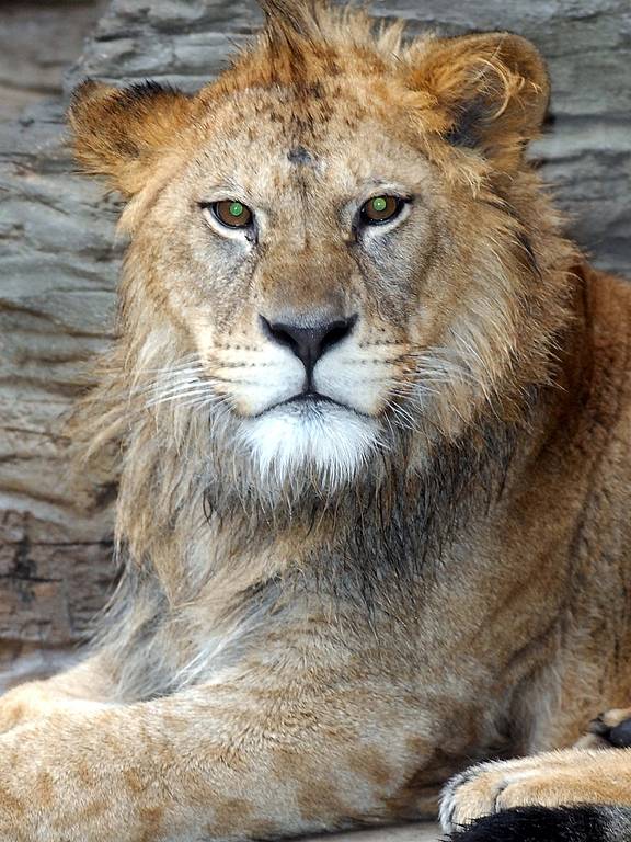 Samec lva berberského.